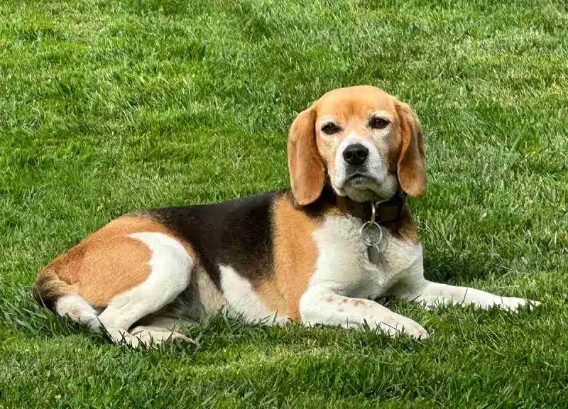 Conseils pour l'achat d'un Beagle : Ce qu'il faut savoir avant l'adoption