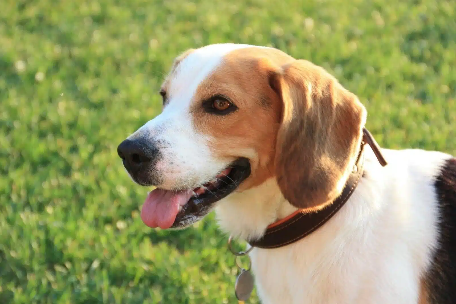Conseils pour l'achat d'un Beagle : Ce qu'il faut savoir avant l'adoption